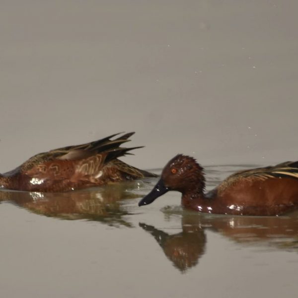 VCA_Monitoreo_de_Aves_Laguna_de_Zumpango