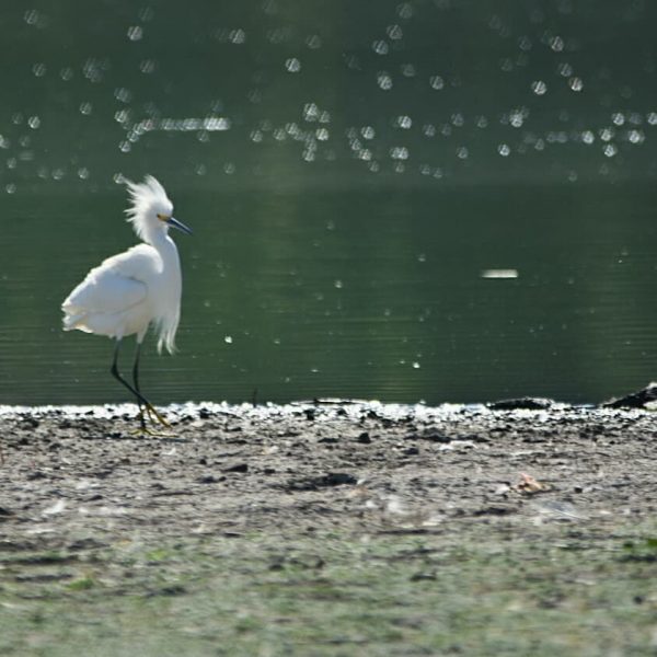 VCA_Monitoreo_de_avifauna_Laguna_de_Axotlan